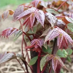 Chinese Toon Seeds - 20 Count Edible Toona Sinensis Tree Seeds - Image 1