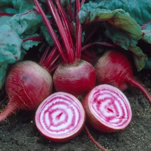 Chioggia Beet Seeds – 150 Heirloom Candy Stripe Beet Seeds for Easy Growing - Image 1