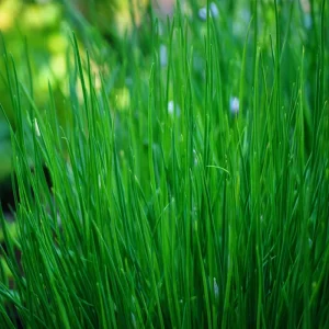 Chives Seeds – Allium schoenoprasum – 150 Seeds – Hardy Perennial Herb - Image 2