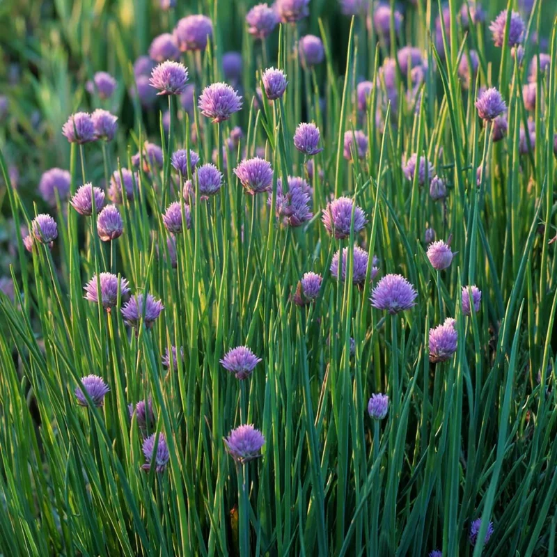 Chives Seeds – Allium schoenoprasum – 150 Seeds – Hardy Perennial Herb - Image 3