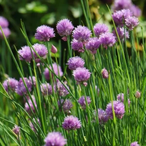 Chives Seeds – Allium schoenoprasum – 150 Seeds – Hardy Perennial Herb - Image 4
