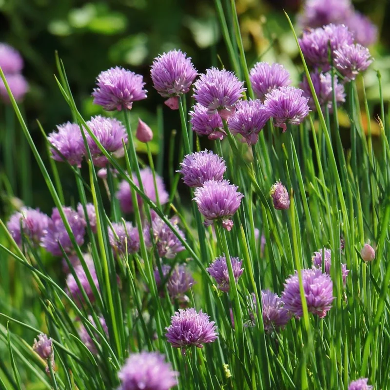 Chives Seeds – Allium schoenoprasum – 150 Seeds – Hardy Perennial Herb - Image 4