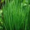 Chives Seeds – Allium schoenoprasum – 150 Seeds – Hardy Perennial Herb - Image 1