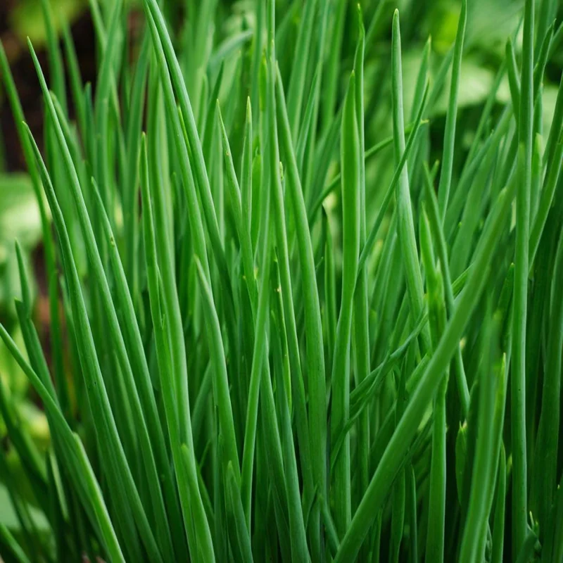 Chives Seeds – Allium schoenoprasum – 150 Seeds – Hardy Perennial Herb - Image 1