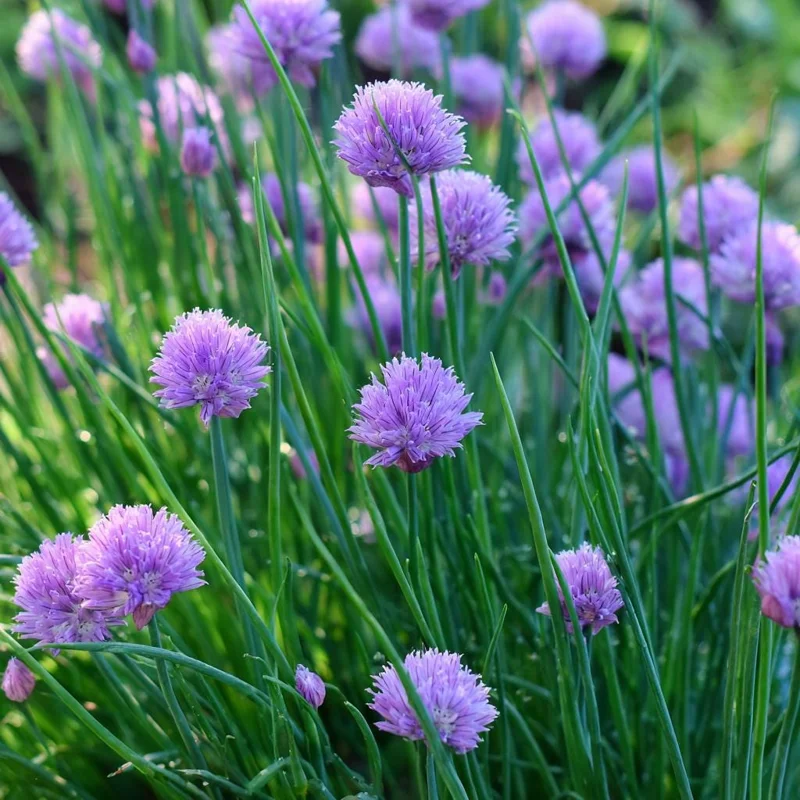 Chives Seeds – Allium schoenoprasum – 150 Seeds – Hardy Perennial Herb - Image 5