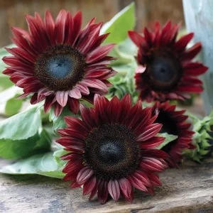 Chocolate Cherry Sunflower Seeds - 25 Seeds, Deep Burgundy Blooms, Pollinator Magnet, Cut Flower - Image 2