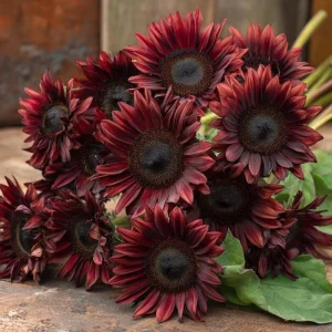 Chocolate Cherry Sunflower Seeds - 25 Seeds, Deep Burgundy Blooms, Pollinator Magnet, Cut Flower - Image 3