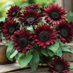 Chocolate Cherry Sunflower Seeds - 25 Seeds, Deep Burgundy Blooms, Pollinator Magnet, Cut Flower - Image 4