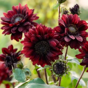 Chocolate Cherry Sunflower Seeds - 25 Seeds, Deep Burgundy Blooms, Pollinator Magnet, Cut Flower - Image 1