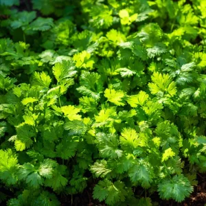 Cilantro Seeds – Bolt-Resistant Coriander – 70 Seeds – Herb for Leaves & Spice - Image 3
