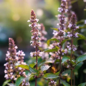 Cinnamon Basil Seeds - Heirloom Herb Seeds, 250 Seeds, Aromatic - Image 2