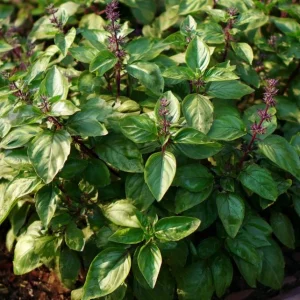 Cinnamon Basil Seeds - Heirloom Herb Seeds, 250 Seeds, Aromatic - Image 4