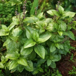 Cinnamon Basil Seeds - Heirloom Herb Seeds, 250 Seeds, Aromatic - Image 1