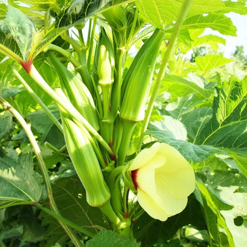 Clemson Spineless Okra Seeds - 50 Count Heirloom Vegetable for Gardens - Image 3