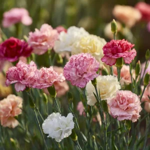 Clove Carnation Seeds – Dianthus caryophyllus – 100 Seeds – Fragrant Vintage Blooms - Image 2