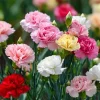Clove Carnation Seeds – Dianthus caryophyllus – 100 Seeds – Fragrant Vintage Blooms - Image 1