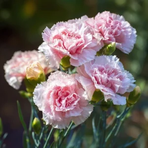 Clove Carnation Seeds – Dianthus caryophyllus – 100 Seeds – Fragrant Vintage Blooms - Image 3