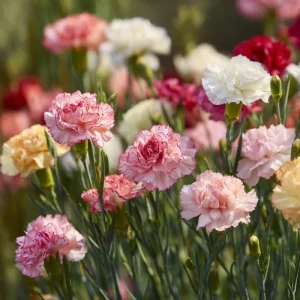 Clove Carnation Seeds – Dianthus caryophyllus – 100 Seeds – Fragrant Vintage Blooms - Image 4