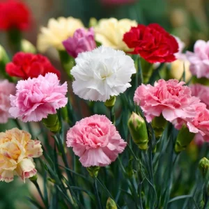 Clove Carnation Seeds – Dianthus caryophyllus – 100 Seeds – Fragrant Vintage Blooms - Image 5