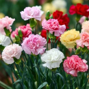 Clove Carnation Seeds – Dianthus caryophyllus – 100 Seeds – Fragrant Vintage Blooms - Image 6