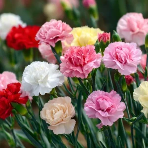 Clove Carnation Seeds – Dianthus caryophyllus – 100 Seeds – Fragrant Vintage Blooms - Image 7