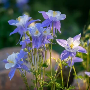 Colorado Blue Columbine Seeds - 100 Seeds - Pollinator Friendly Perennial - Image 2