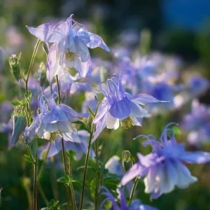Colorado Blue Columbine Seeds - 100 Seeds - Pollinator Friendly Perennial - Image 3