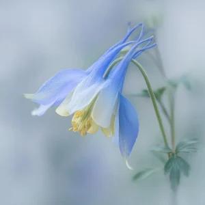 Colorado Blue Columbine Seeds - 100 Seeds - Pollinator Friendly Perennial - Image 4
