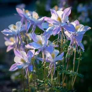 Colorado Blue Columbine Seeds - 100 Seeds - Pollinator Friendly Perennial - Image 1