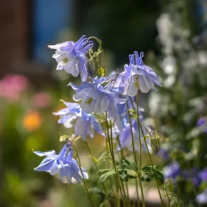 Colorado Blue Columbine Seeds - 100 Seeds - Pollinator Friendly Perennial - Image 5
