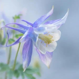 Colorado Blue Columbine Seeds - 100 Seeds - Pollinator Friendly Perennial - Image 6
