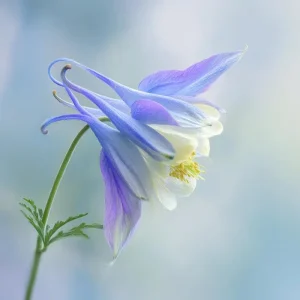 Colorado Blue Columbine Seeds - 100 Seeds - Pollinator Friendly Perennial - Image 7