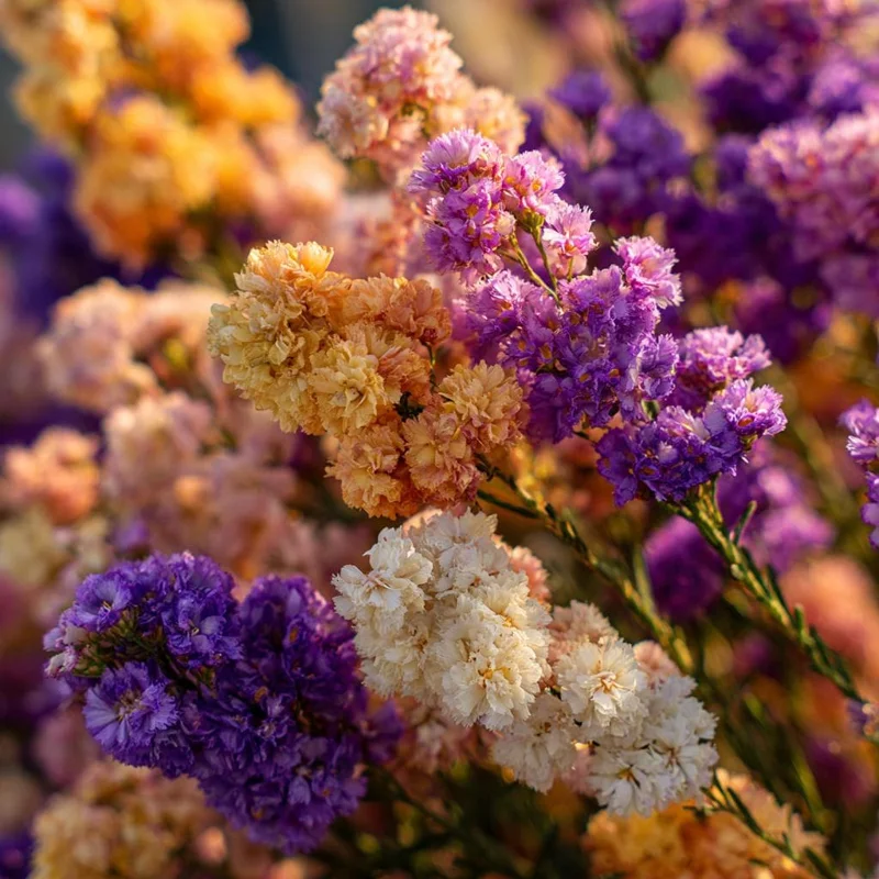 Colorful Statice Seeds Mix – Limonium Sinuatum – 50 Seed Pack for Fresh & Dried Floral Arrangements - Image 6