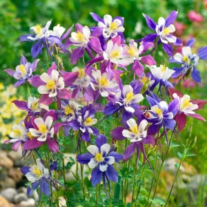 Columbine Seeds – McKana Giants Mix 120 Seeds – Tall Spurred Blooms Perennial - Image 2
