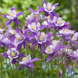 Columbine Seeds – McKana Giants Mix 120 Seeds – Tall Spurred Blooms Perennial - Image 3