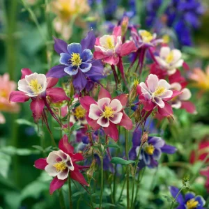 Columbine Seeds – McKana Giants Mix 120 Seeds – Tall Spurred Blooms Perennial - Image 4