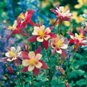 Columbine Seeds – McKana Giants Mix 120 Seeds – Tall Spurred Blooms Perennial - Image 7