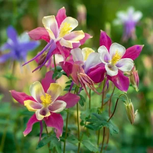Columbine Seeds – McKana Giants Mix 120 Seeds – Tall Spurred Blooms Perennial - Image 8