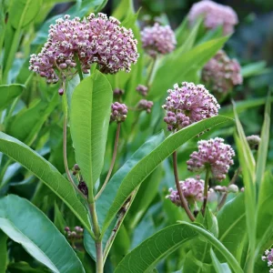 Common Milkweed Seeds – Native Pollinator Plant – 50 Seeds – Outdoor - Image 3