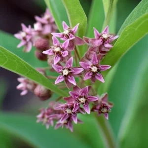 Common Milkweed Seeds – Native Pollinator Plant – 50 Seeds – Outdoor - Image 4