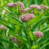 Common Milkweed Seeds – Native Pollinator Plant – 50 Seeds – Outdoor - Image 1