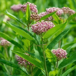 Common Milkweed Seeds – Native Pollinator Plant – 50 Seeds – Outdoor - Image 1
