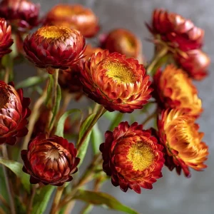 Copper Red Strawflower Seeds - 50 Seeds for Everlasting Orange-Red Blooms - Image 3