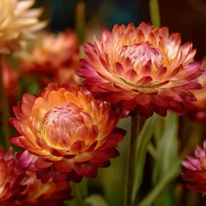 Copper Red Strawflower Seeds - 50 Seeds for Everlasting Orange-Red Blooms - Image 4