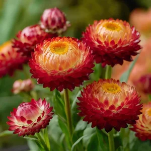 Copper Red Strawflower Seeds - 50 Seeds for Everlasting Orange-Red Blooms - Image 5
