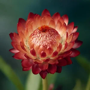 Copper Red Strawflower Seeds - 50 Seeds for Everlasting Orange-Red Blooms - Image 6