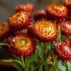 Copper Red Strawflower Seeds - 50 Seeds for Everlasting Orange-Red Blooms - Image 1