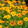 Coreopsis Lanceolata Seeds – 200 Dwarf Golden-Yellow Blooms – Garden Perennial Flower Seeds - Image 1