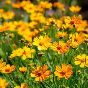 Coreopsis Lanceolata Seeds – 200 Dwarf Golden-Yellow Blooms – Garden Perennial Flower Seeds - Image 1