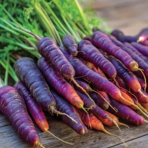 Cosmic Purple Carrot Seeds – Heirloom Variety, Sweet & Tender, 150 Seeds - Image 2